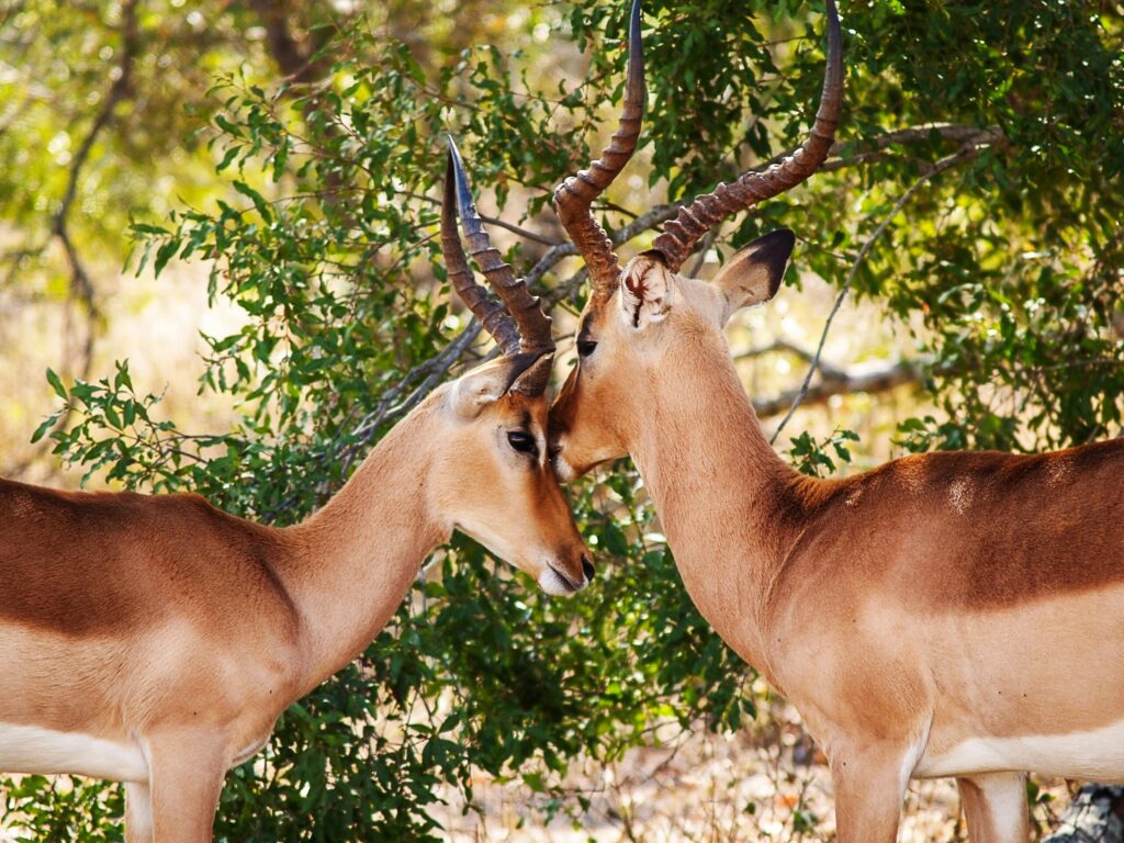 Kruger_8