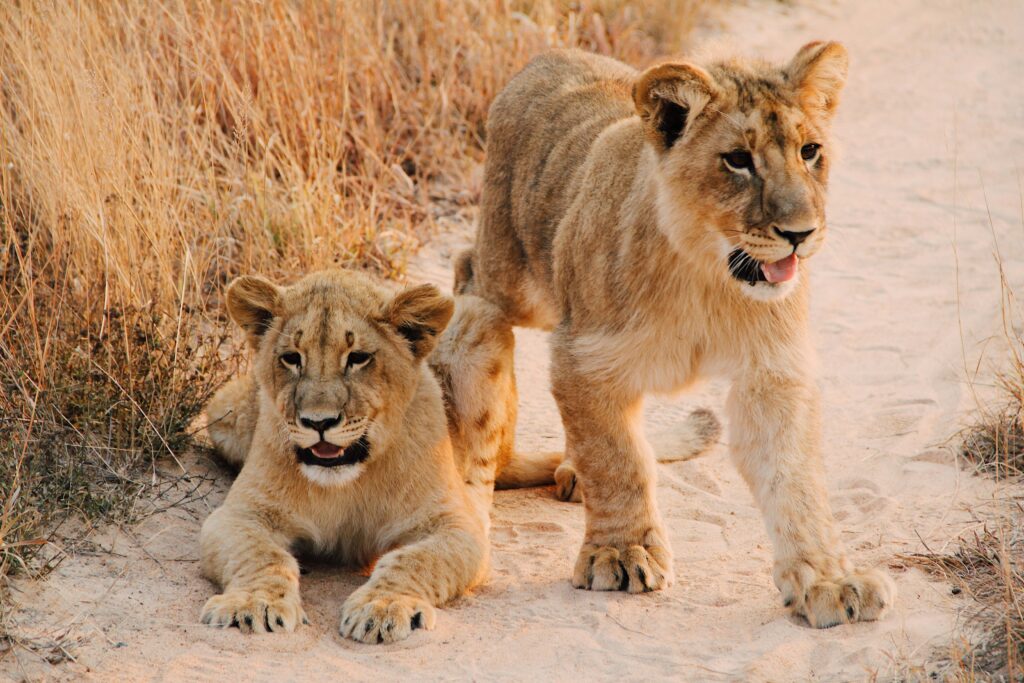 Lions_1
