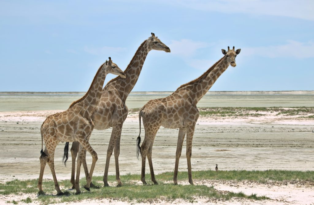 etosha-1 Three giraffes standing together in African wilderness landscape