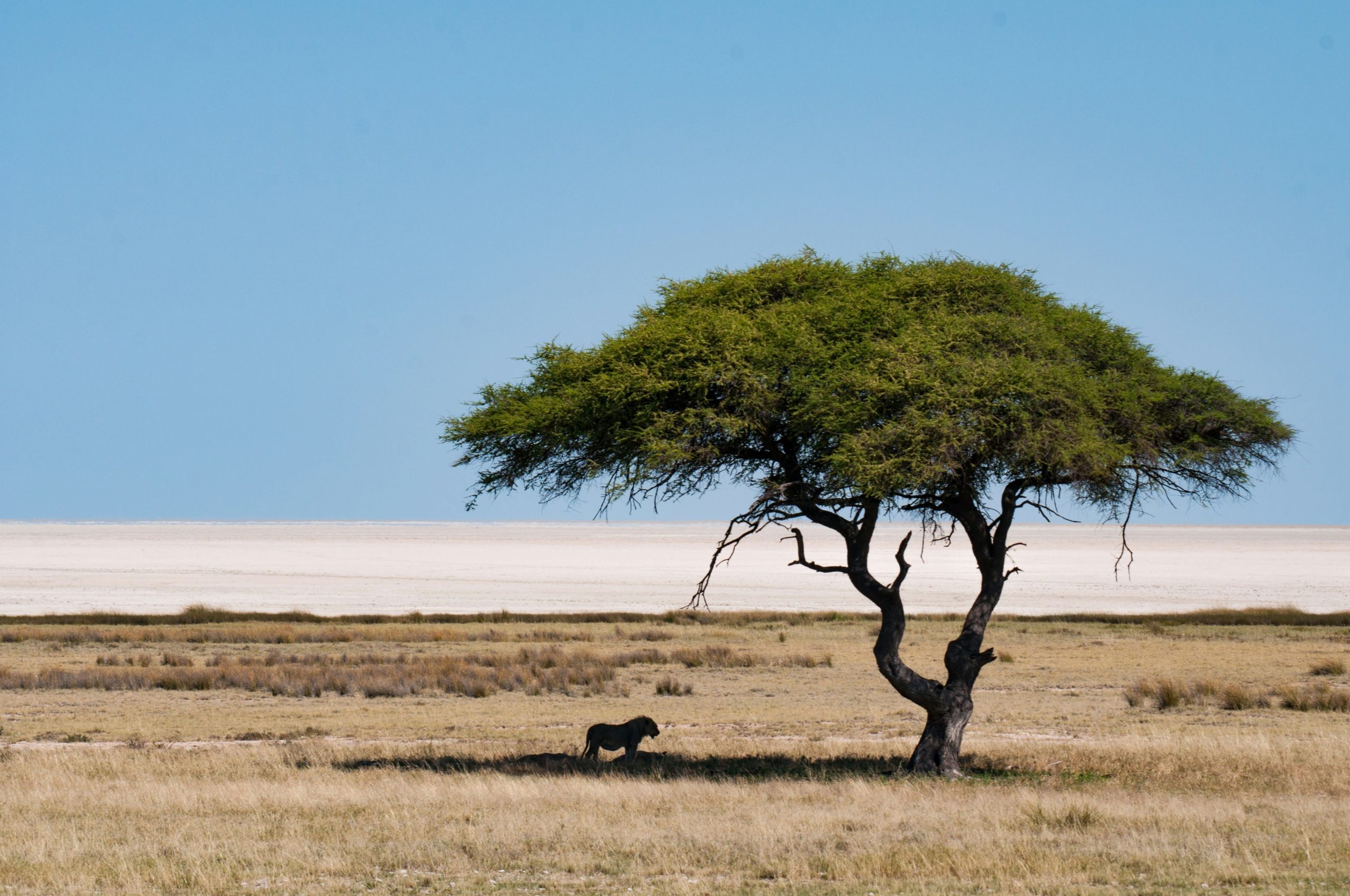 etosha-3