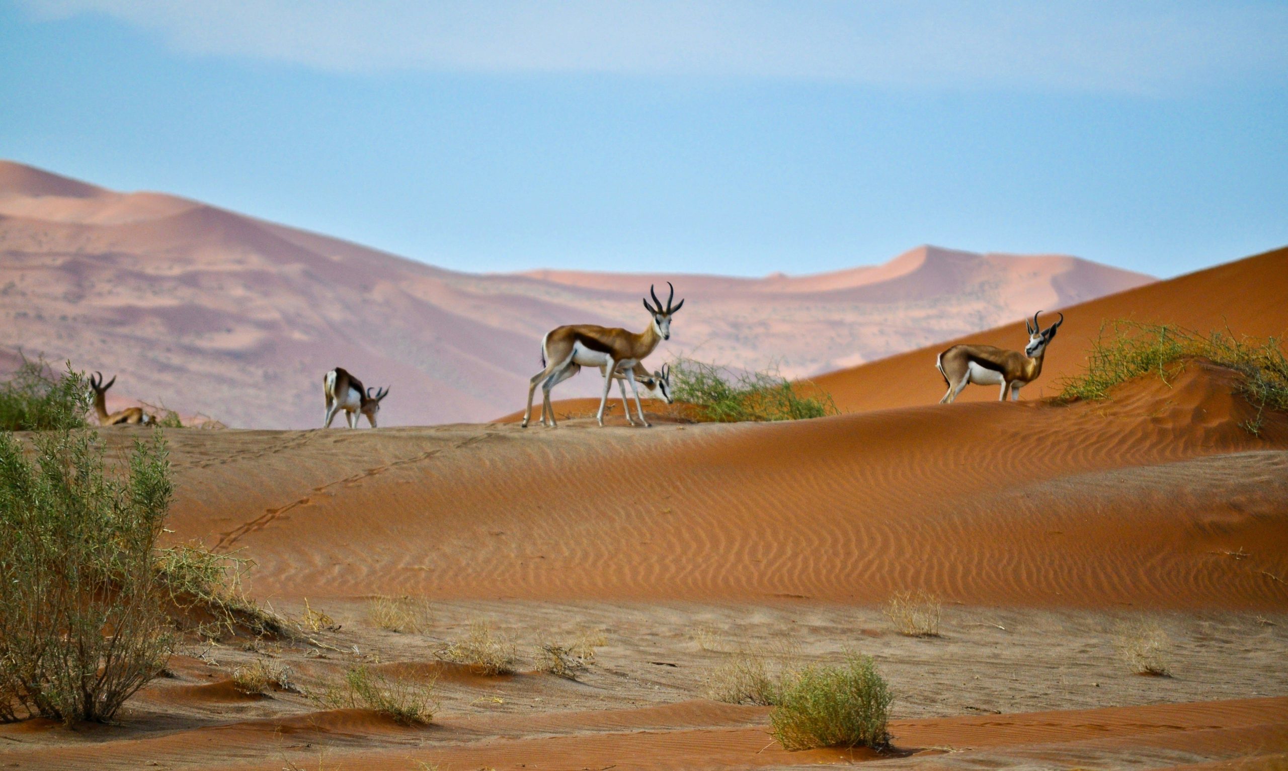 sossusvlei-5
